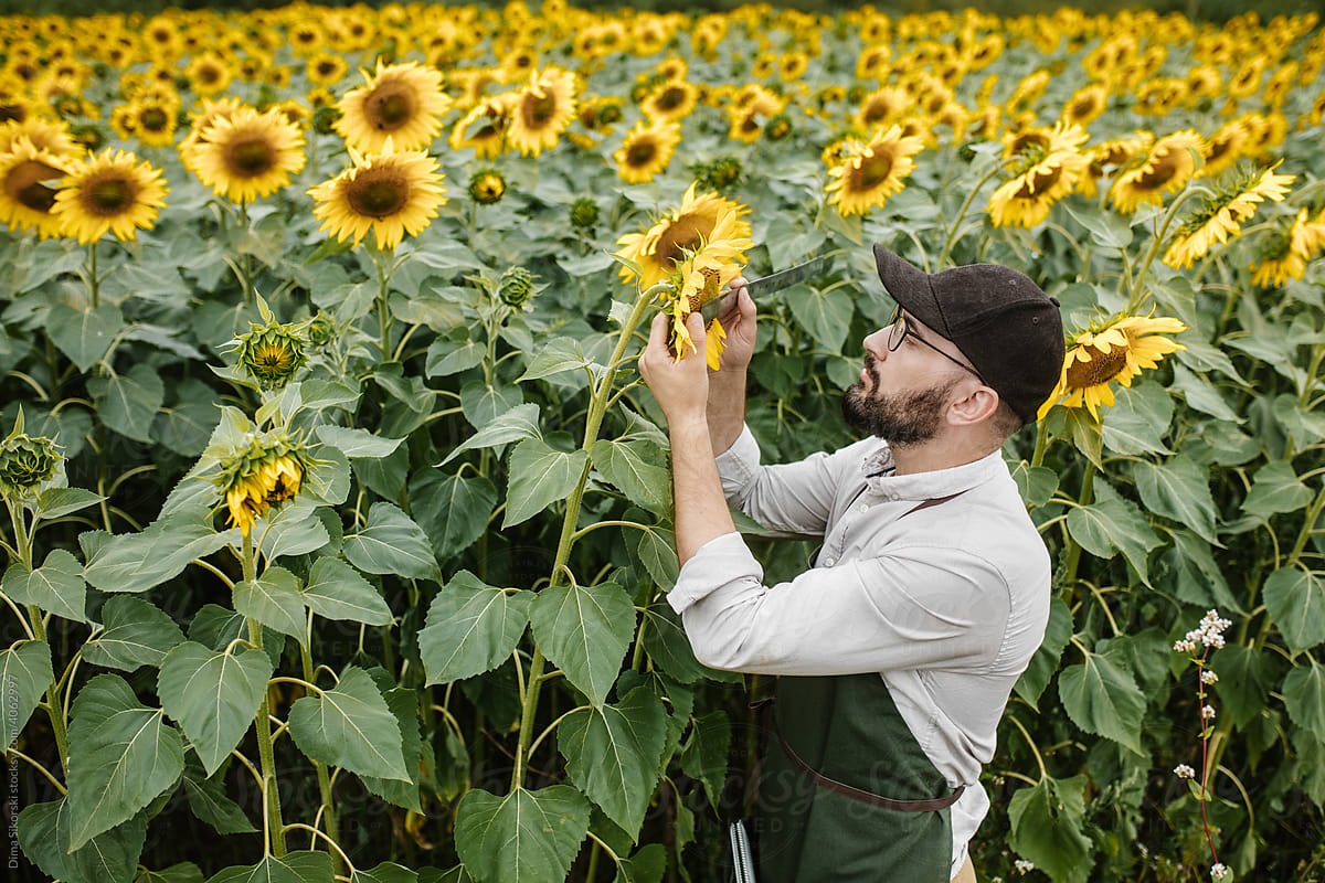 farmer with sunflowers