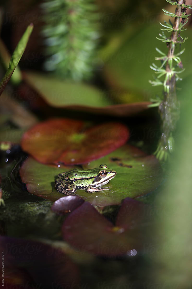 Young frogs in a pond, on waterlily leaf