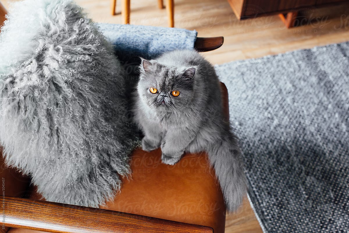 Fluffy kitty on a chair