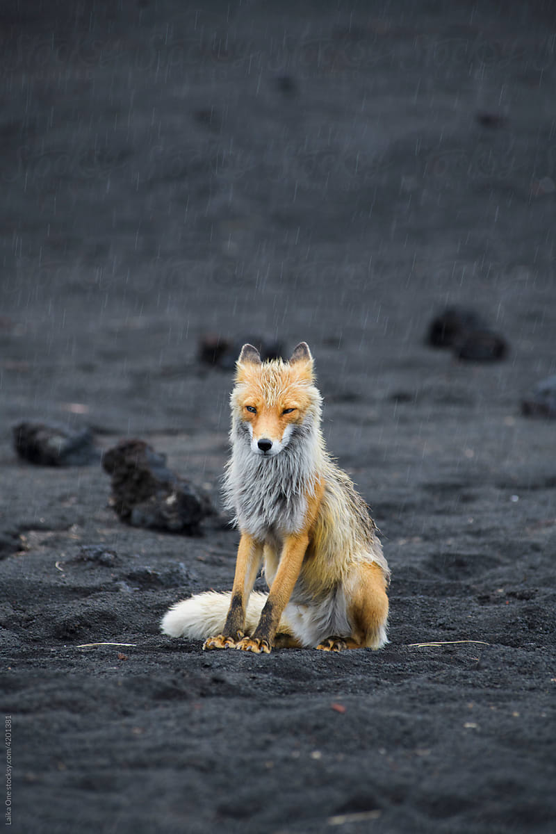 Wild fox
