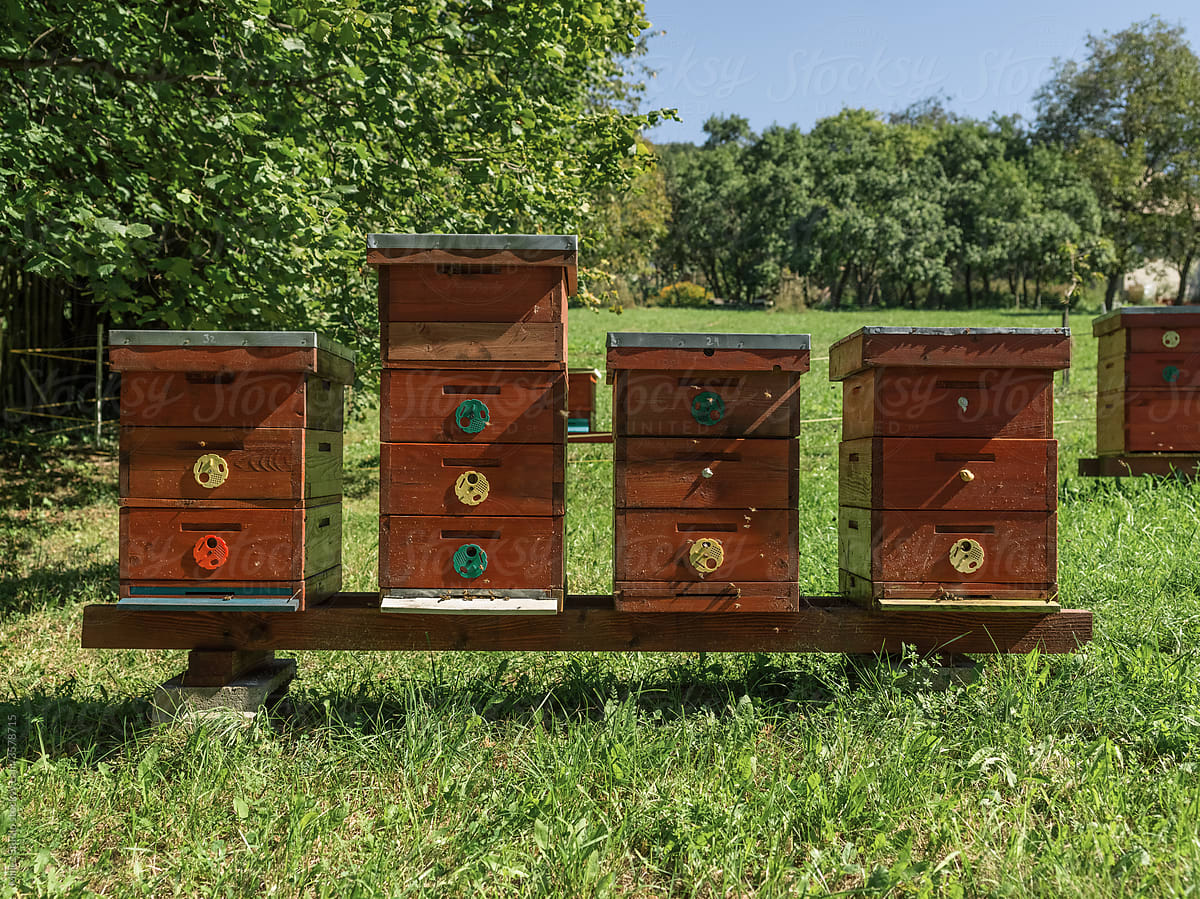 Row of beehives near trees