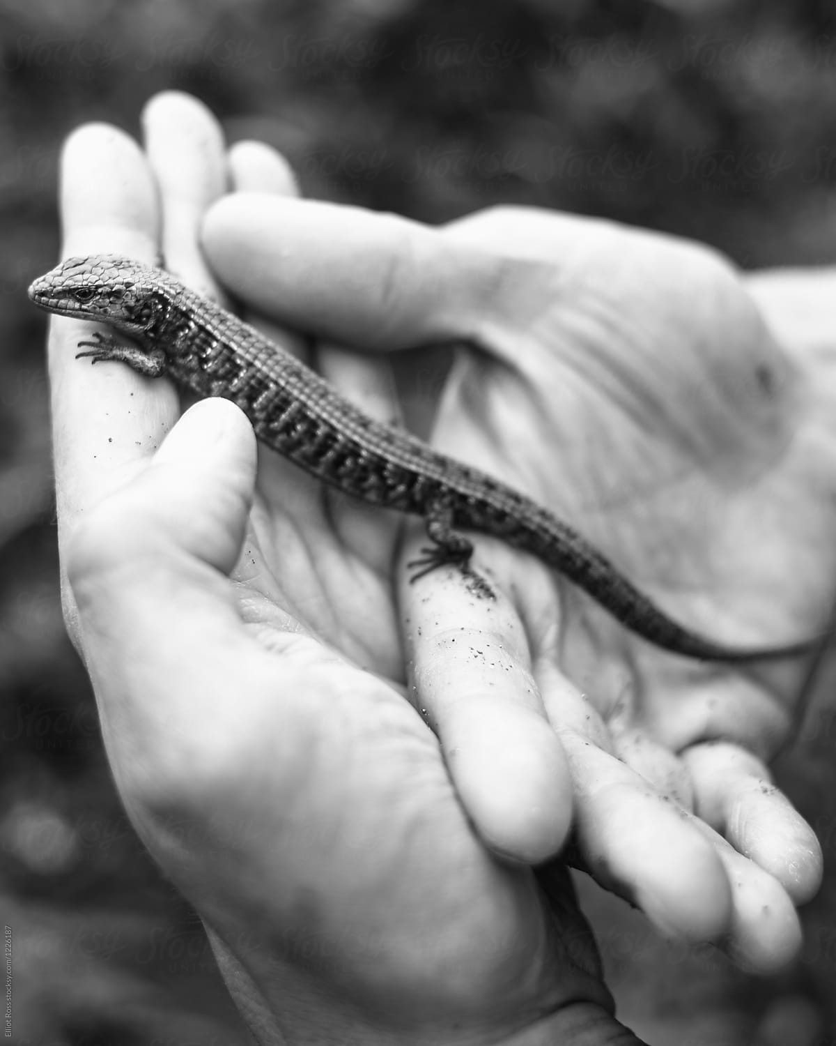 Small lizard in hand