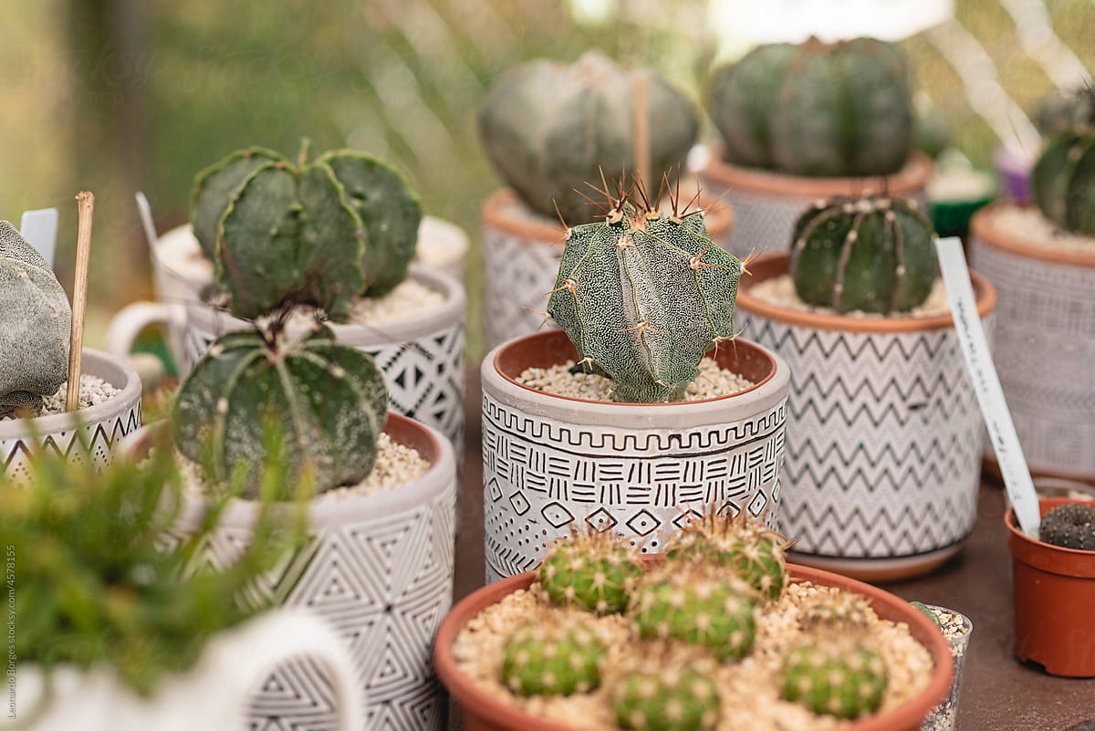 cactus in ceramic pots