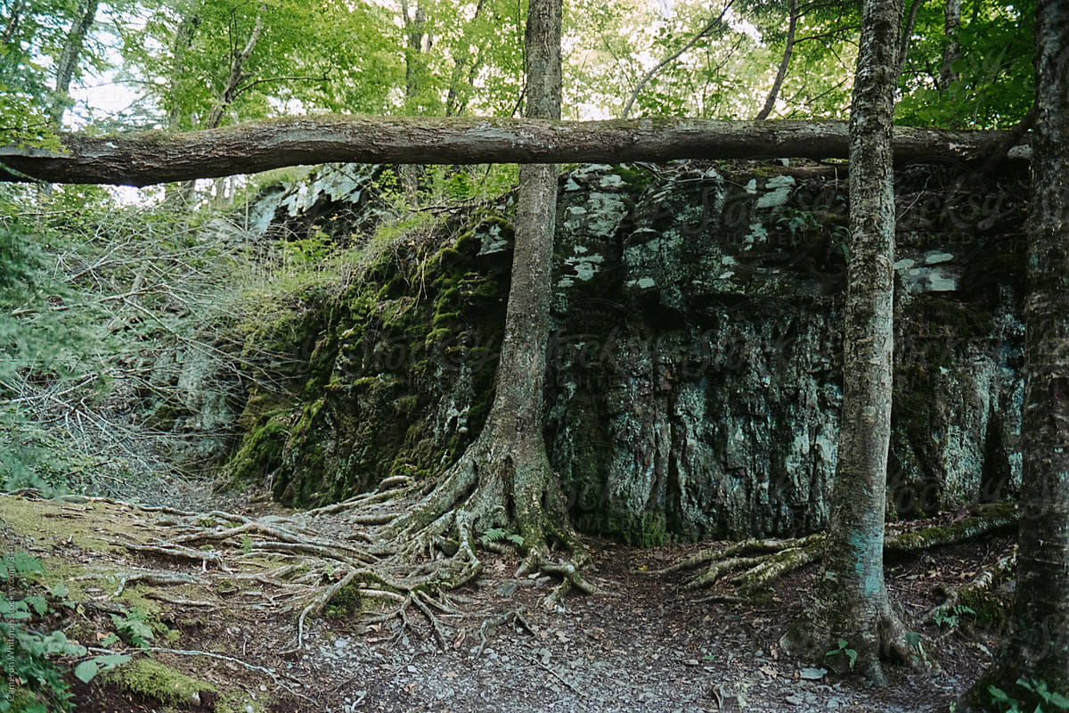 Tree and rock formations in Shohola, Pennsylvania