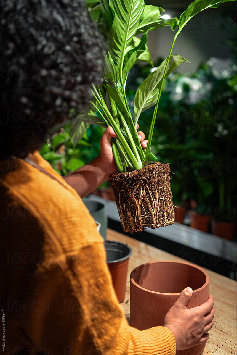 Repotting the plant