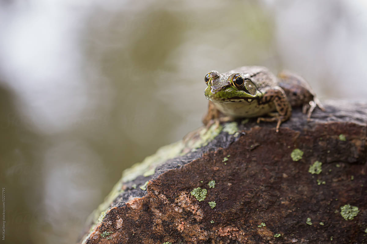 Frog grimacing while sitting atop a rock