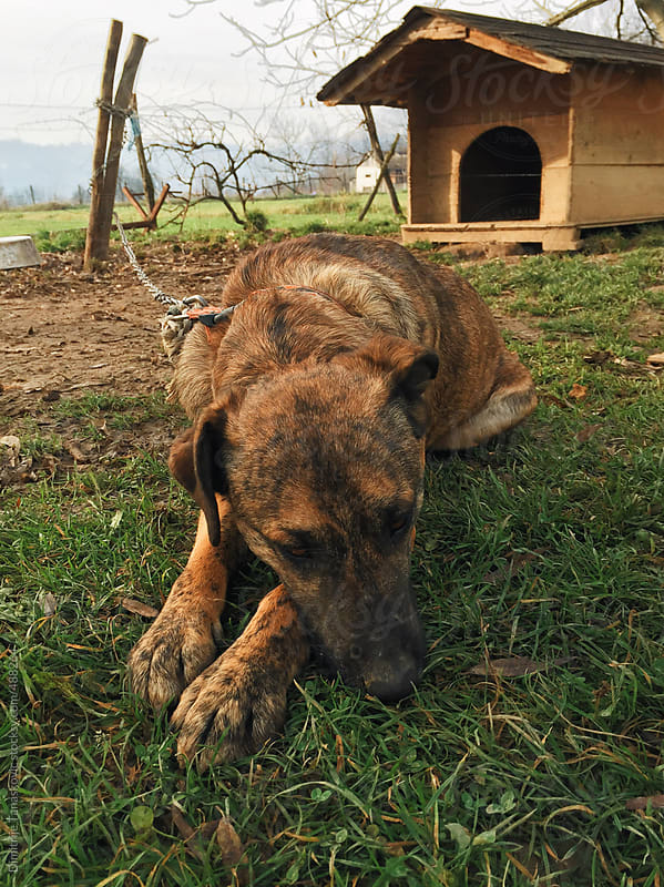 Dog tied with chain, lying on the grass in front of dog house