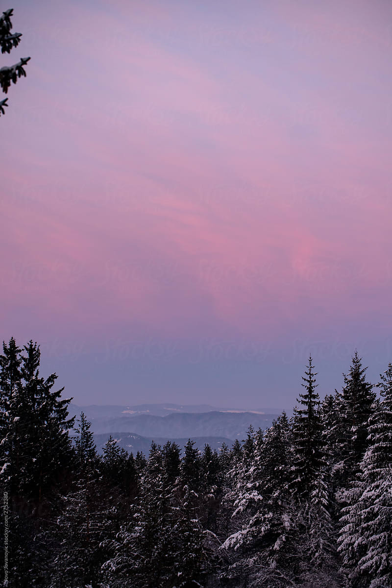 Pink and purple sunrise over treetops in the mountains