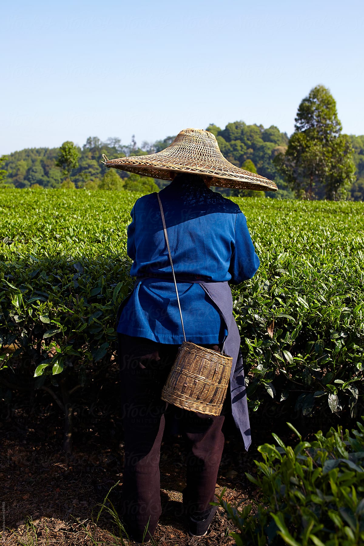 farmer picking tea in the tea plantation