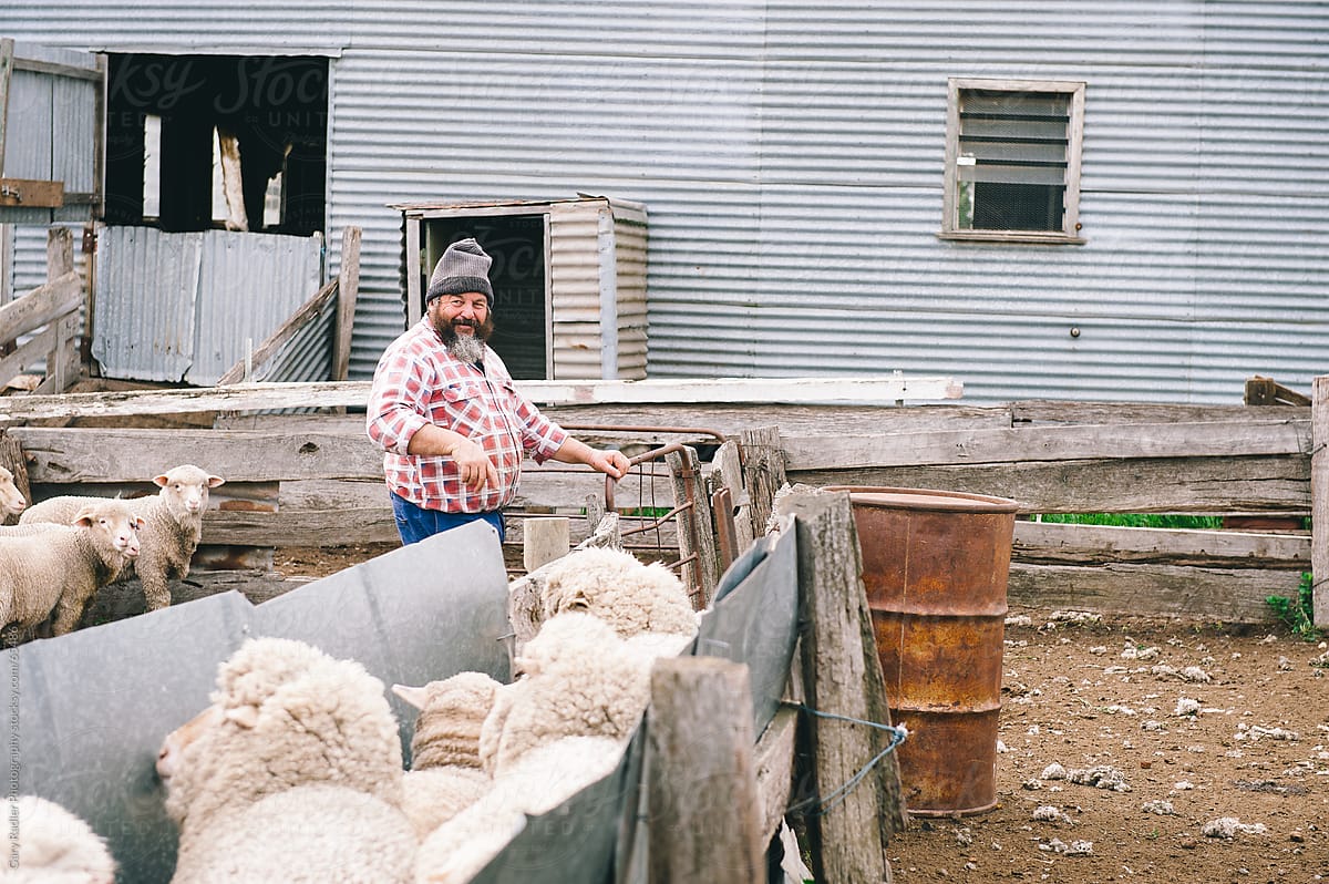 Australian Sheep Farmer with his Sheep