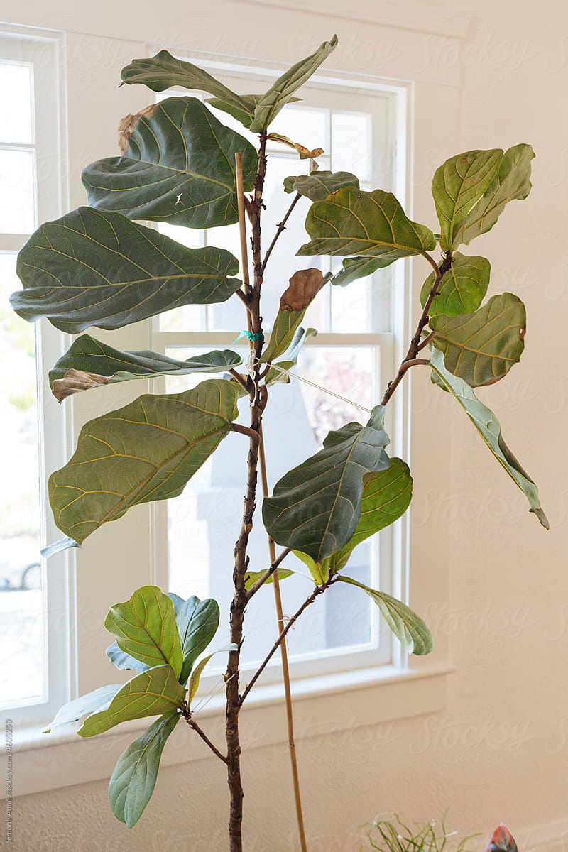 Large fiddle leaf fig grows in the window