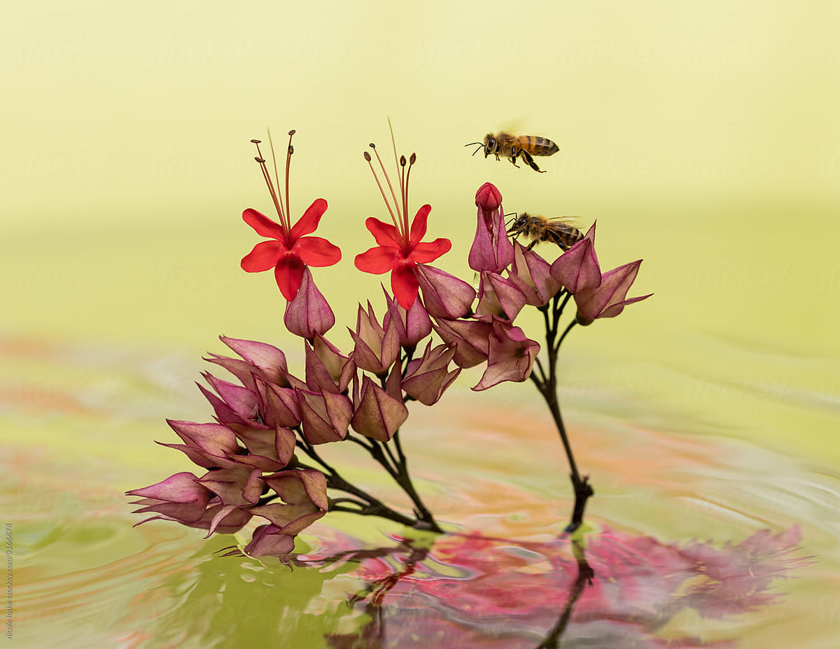 Bee flying to bud over psychedelic water