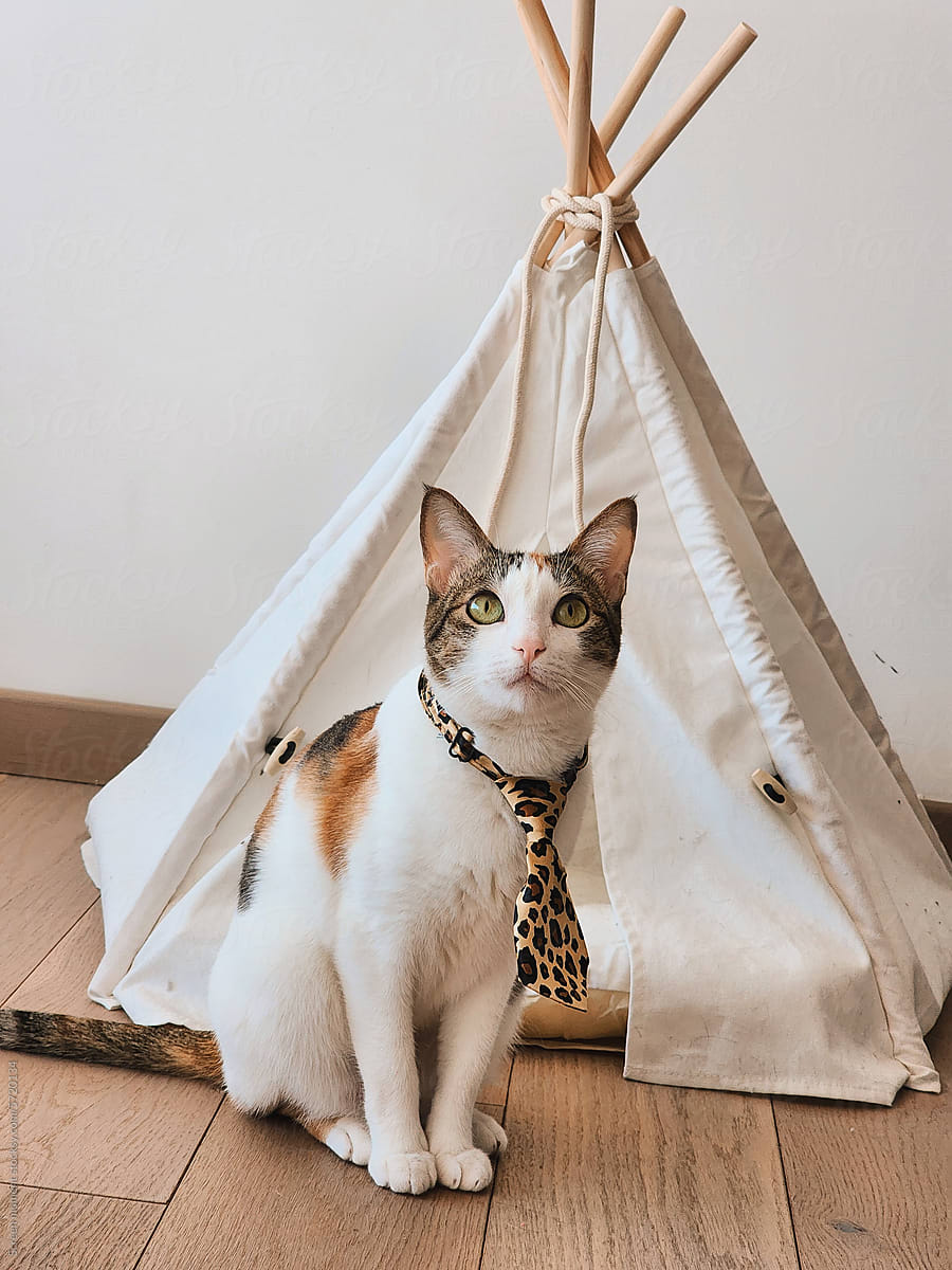 cat in a leopard tie near the cat house
