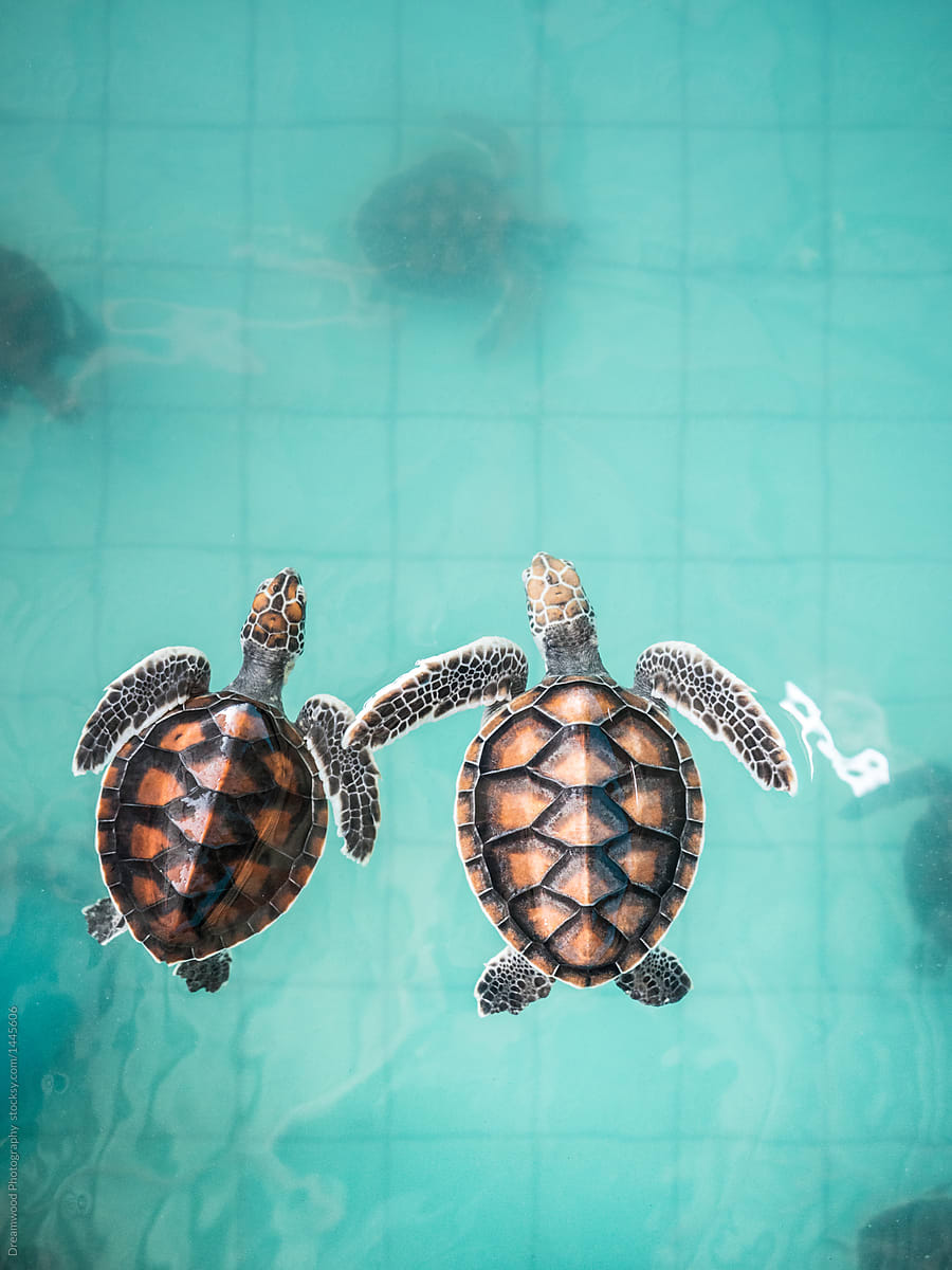 Turtles with beautiful shells in pool