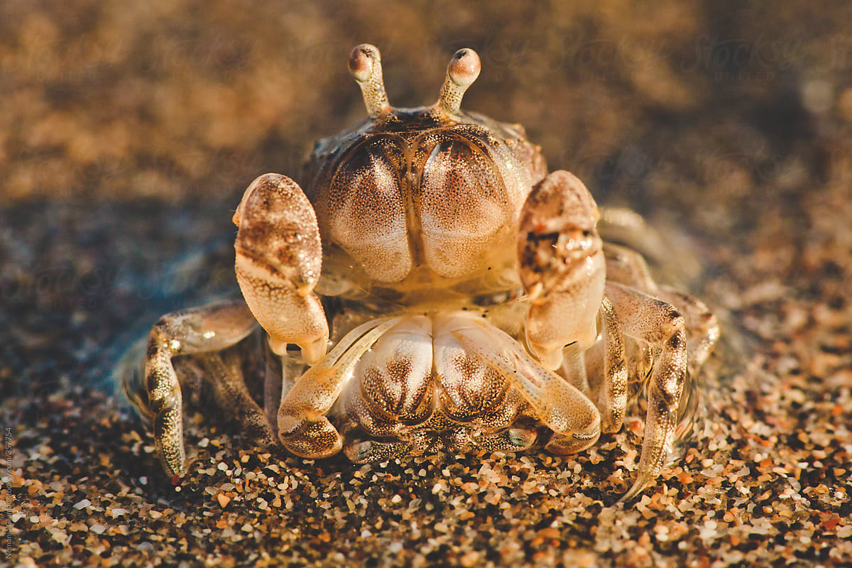 Tiny Sand Bubbler Crab