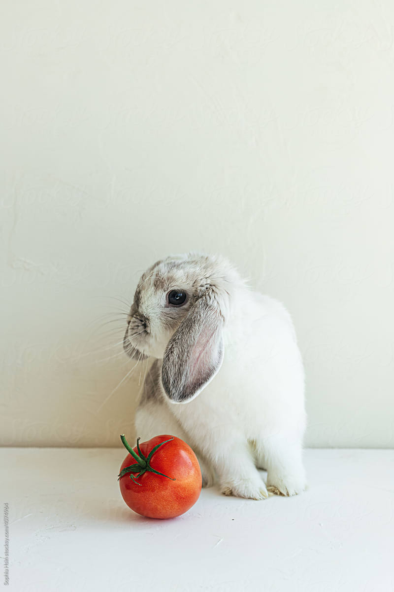 Cute holland lop rabbit with tomato