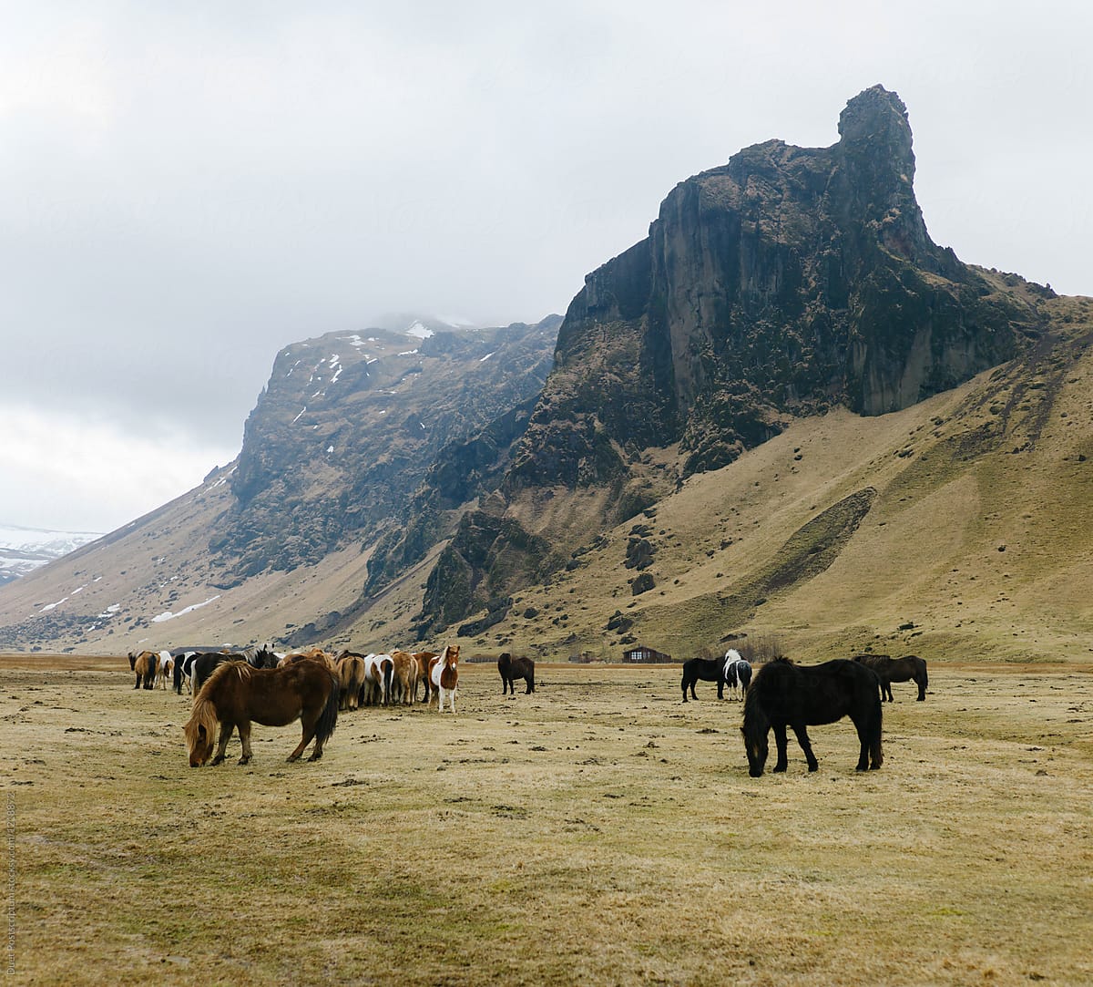 Horses grazing on plain in Iceland