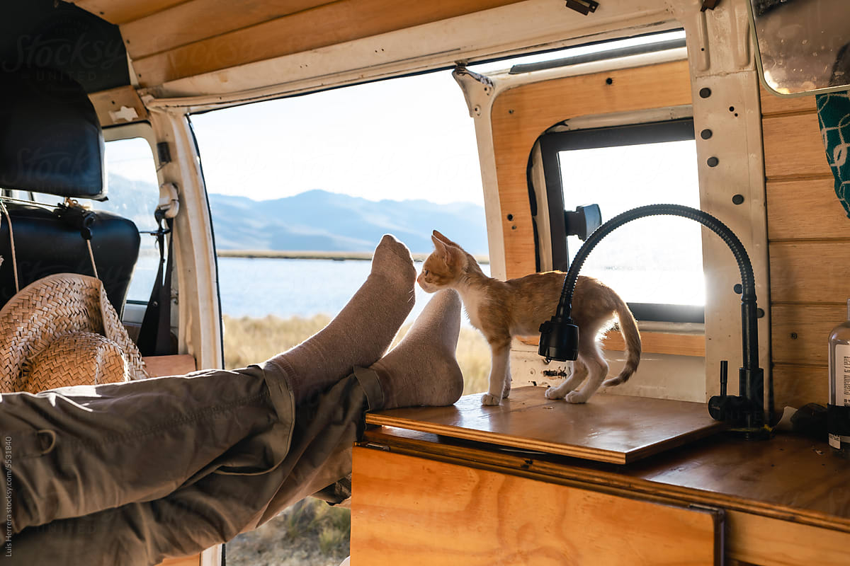 travel with a pet, van life concept