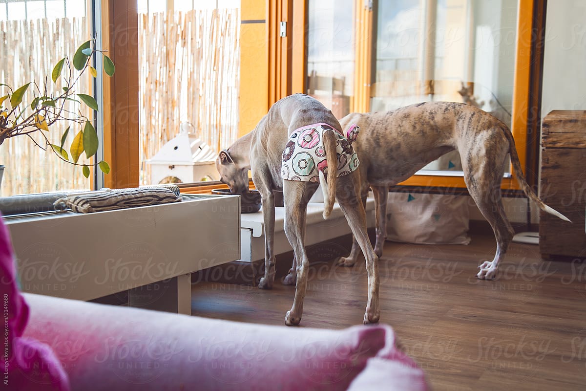 Lovely Whippet Sisters and their Breakfast