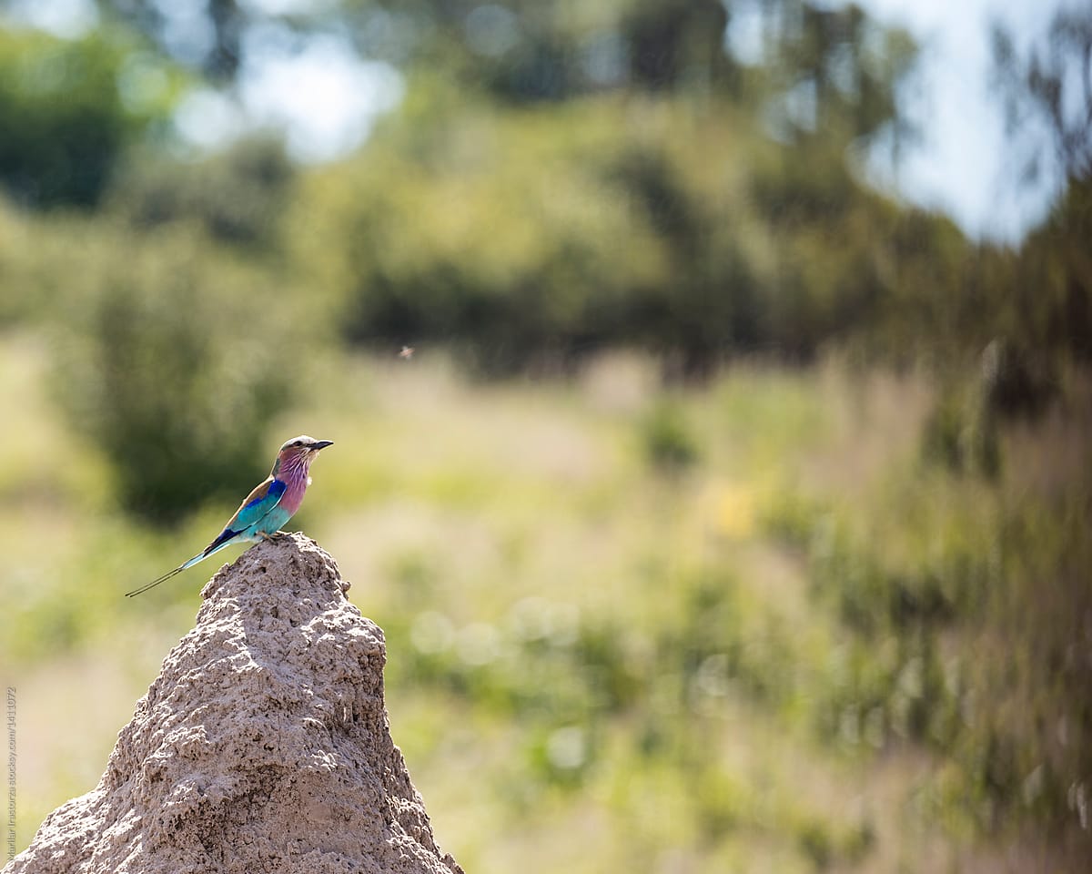 Lilac-breasted roller on termite mound looking at an insect