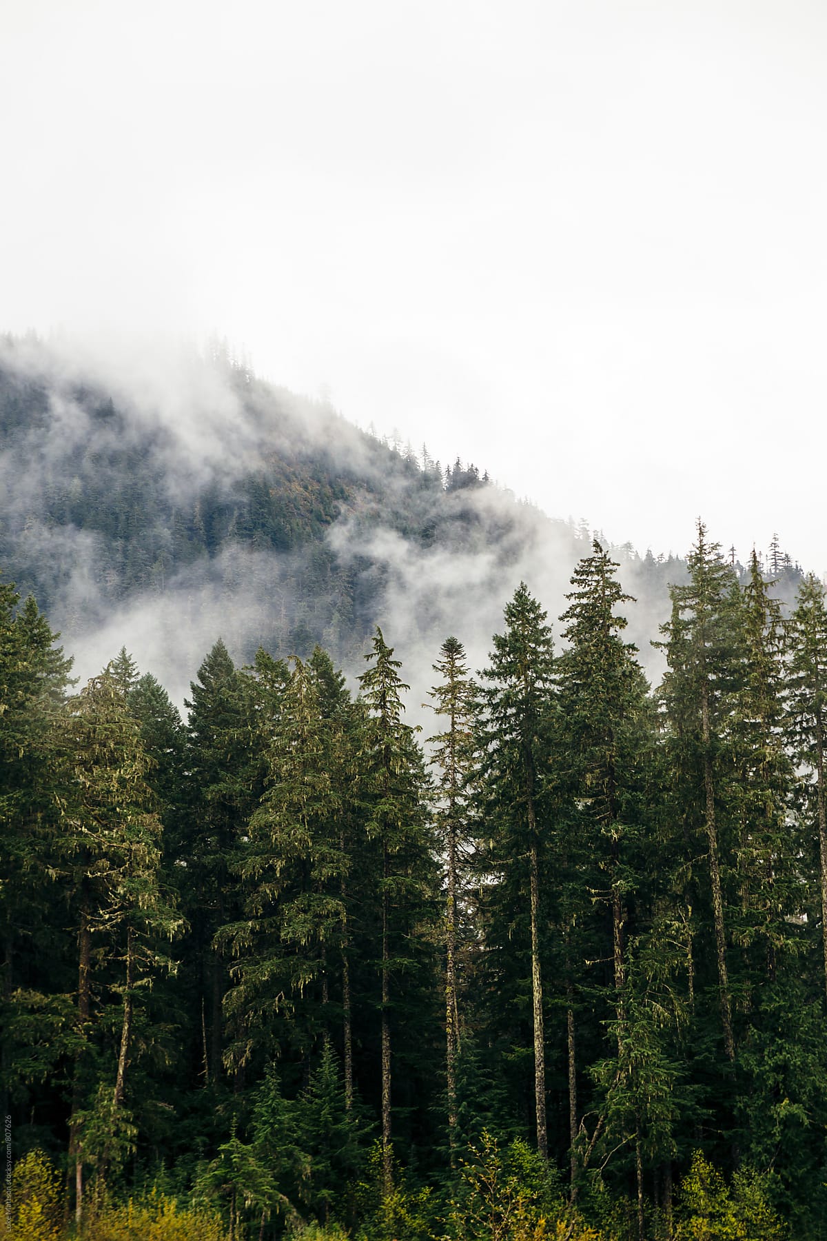 Evergreen Pine Forest Below Misty Mountain Top