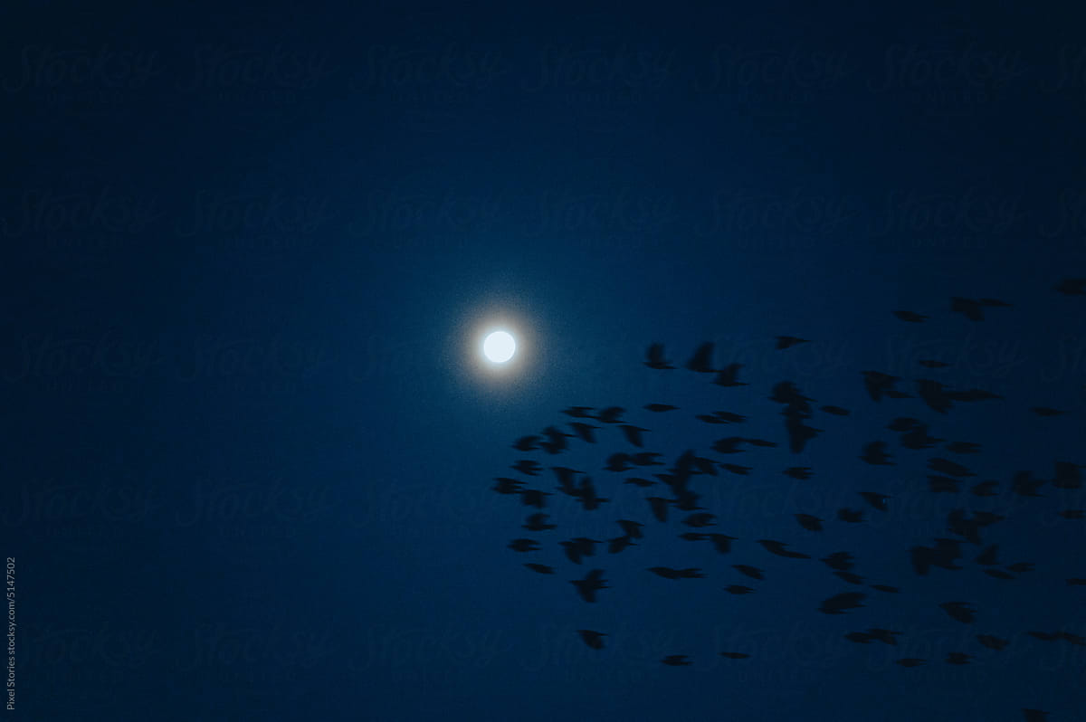 Flock of birds flying in front of the moon in the night sky
