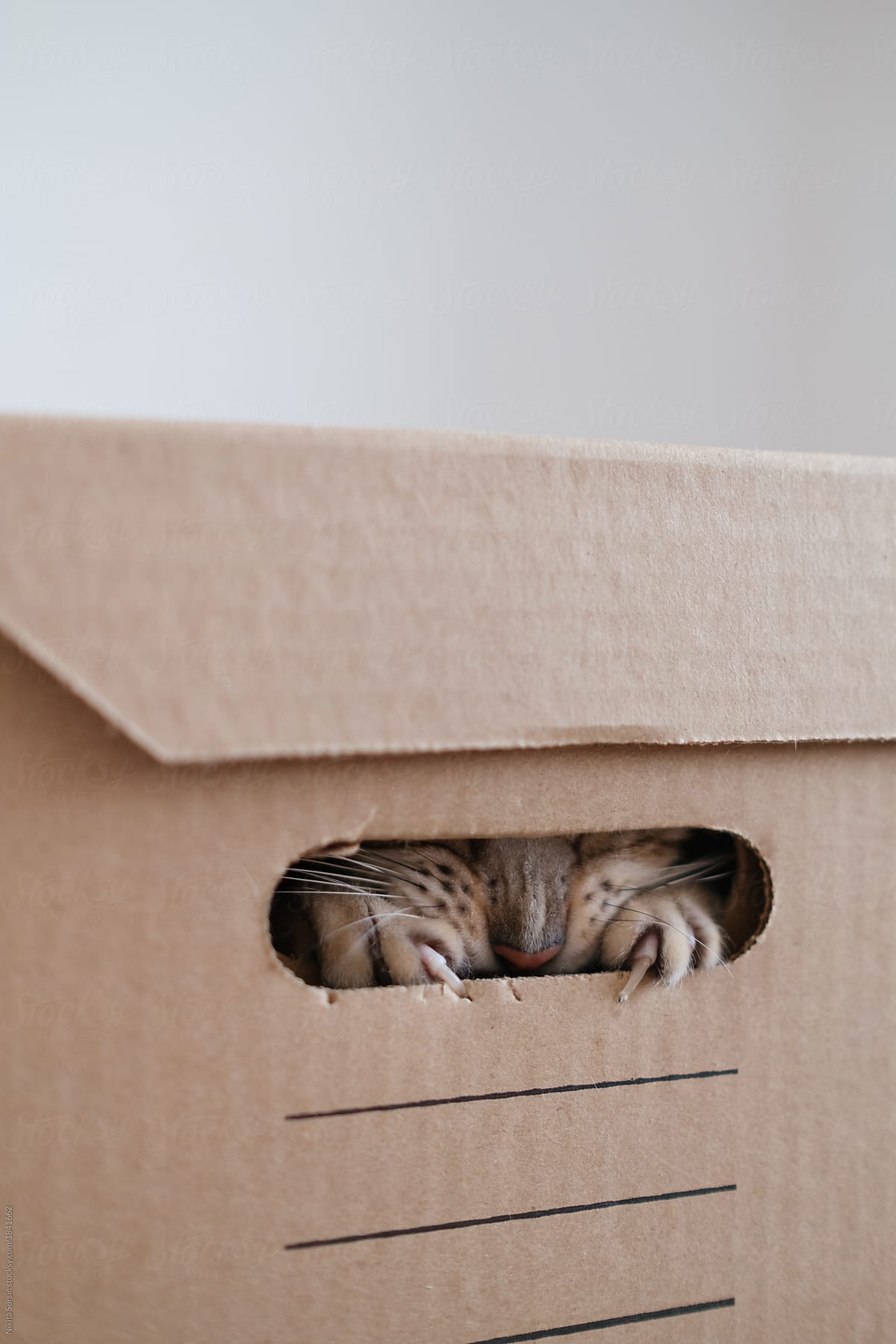 A cat plays hide and seek in a cardboard box