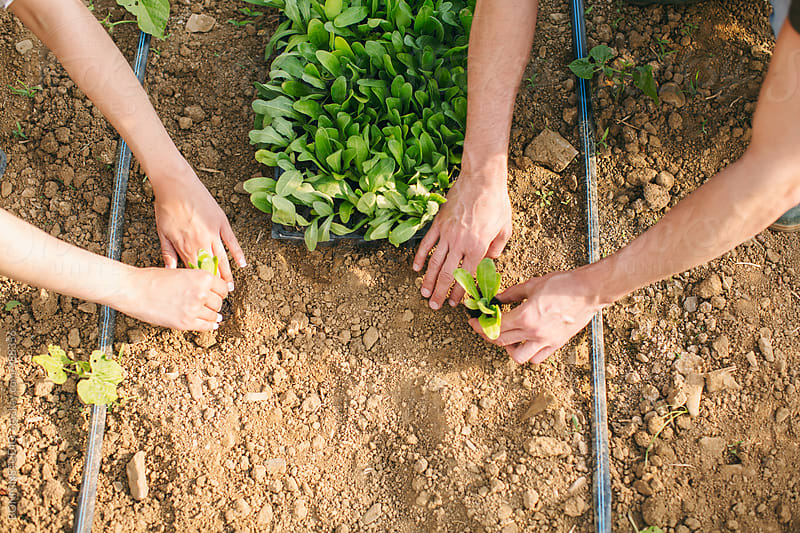 Closeup of farmer\'s hands planting vegetables in the ground.