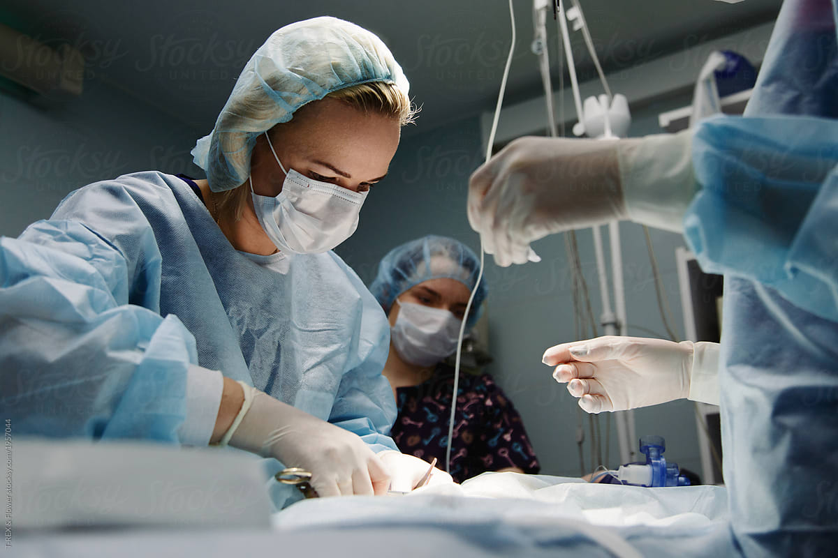 Surgeon making veterinary operation