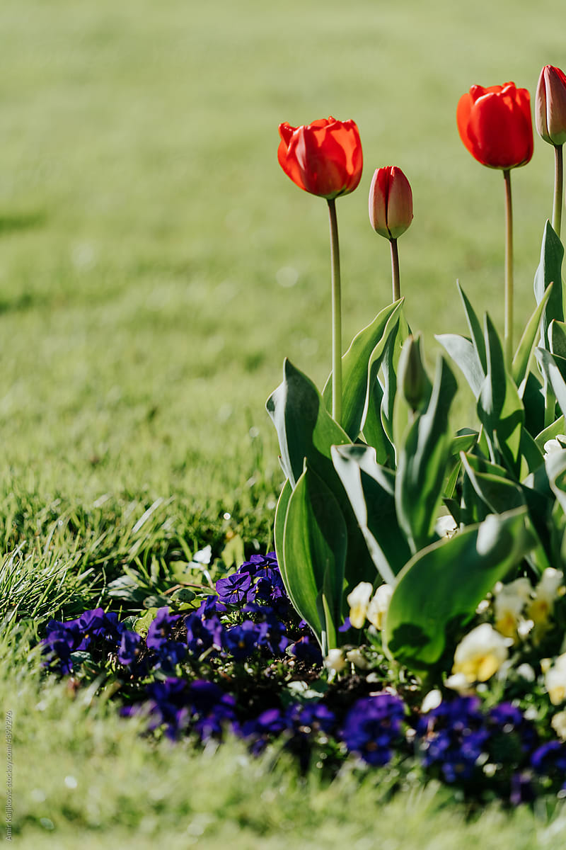 Colorful red tulips with a border of blue flowers in a garden