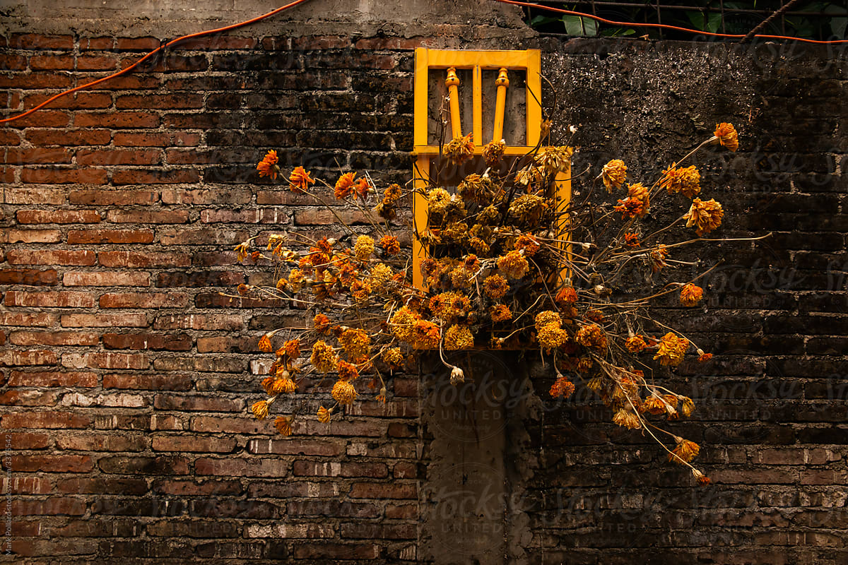 Marigolds Drying Against a Textured Brick Wall