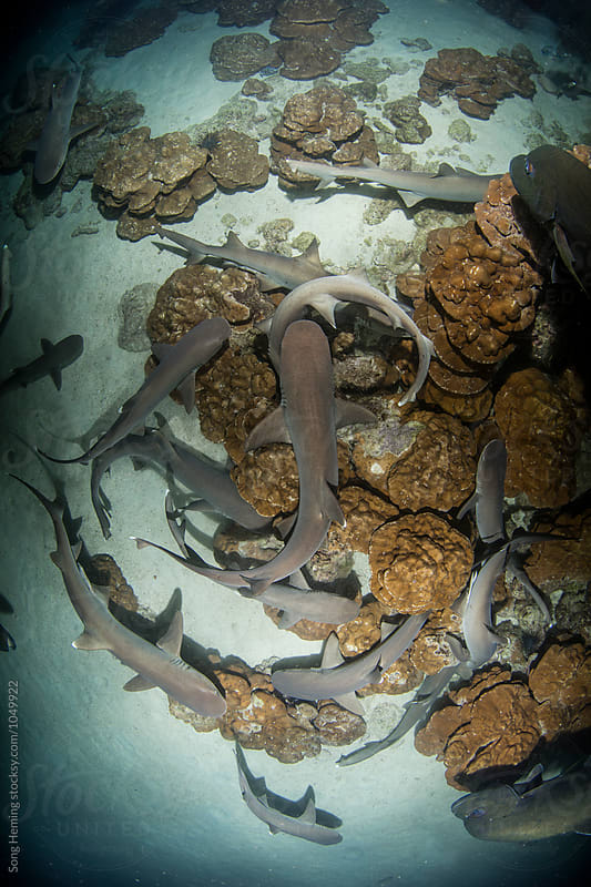 Whitetip reef sharks hunting at night