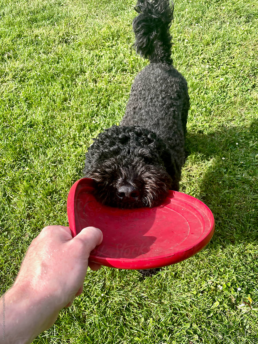 POV Dog playing with frisbee