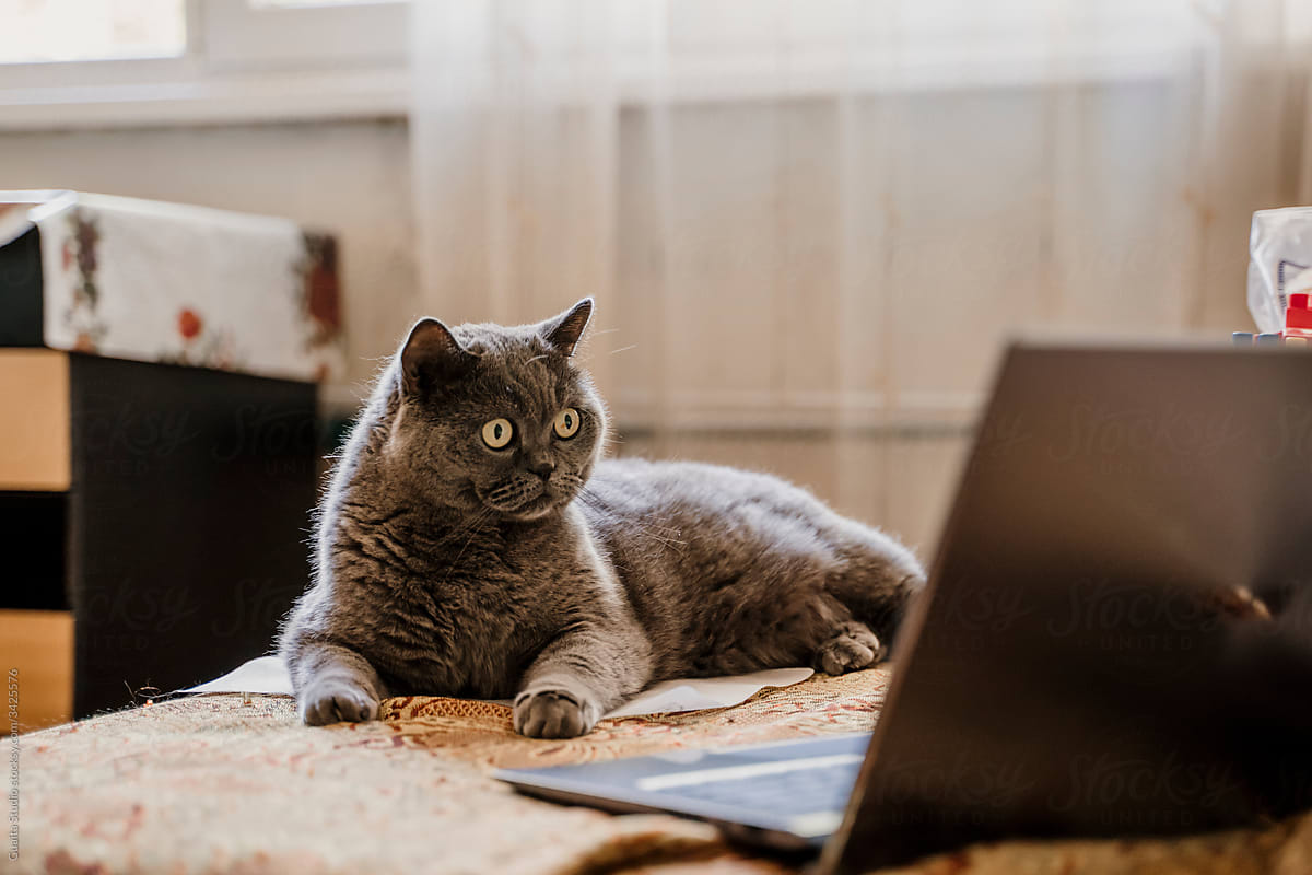 Cute British Shorthair cat watching laptop screen on top of couch in living room