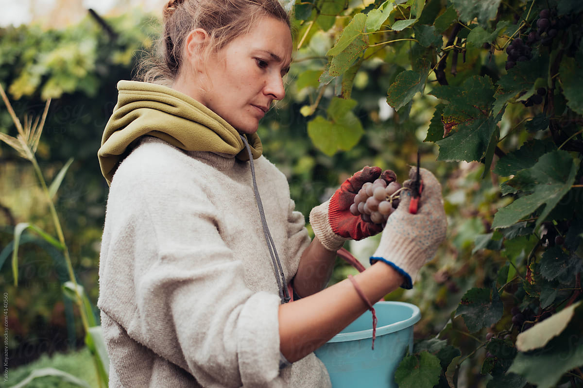 young woman gathering grape in autumn