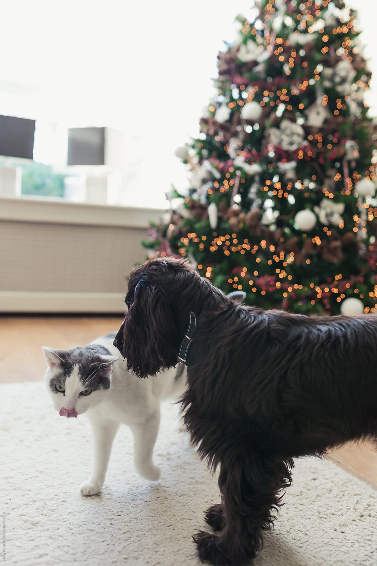Dog and a cat in front of a christmas tree