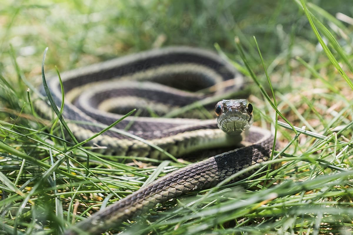 Close Up Of A Common Garter Or Garden Snake Lying In The Grass By