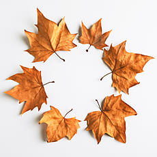 Maple Leaf Composition. Autumn. | Stocksy United