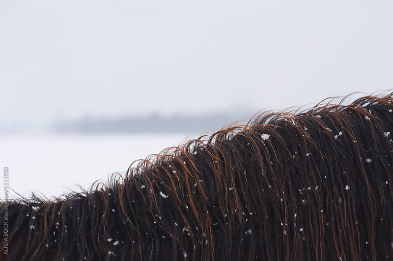 Close Up Of A Brown Horse Mane During A Winter Snow Storm