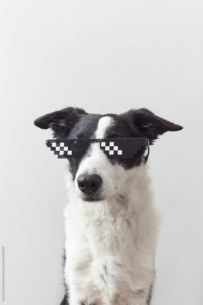 Cute black and white dog with sunglasses