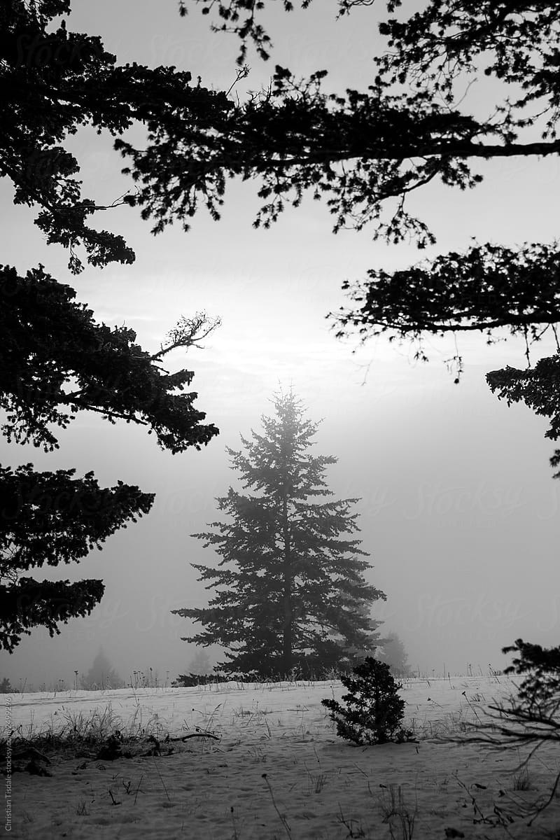 A large douglas fir tree sitting in fog on a snowy day