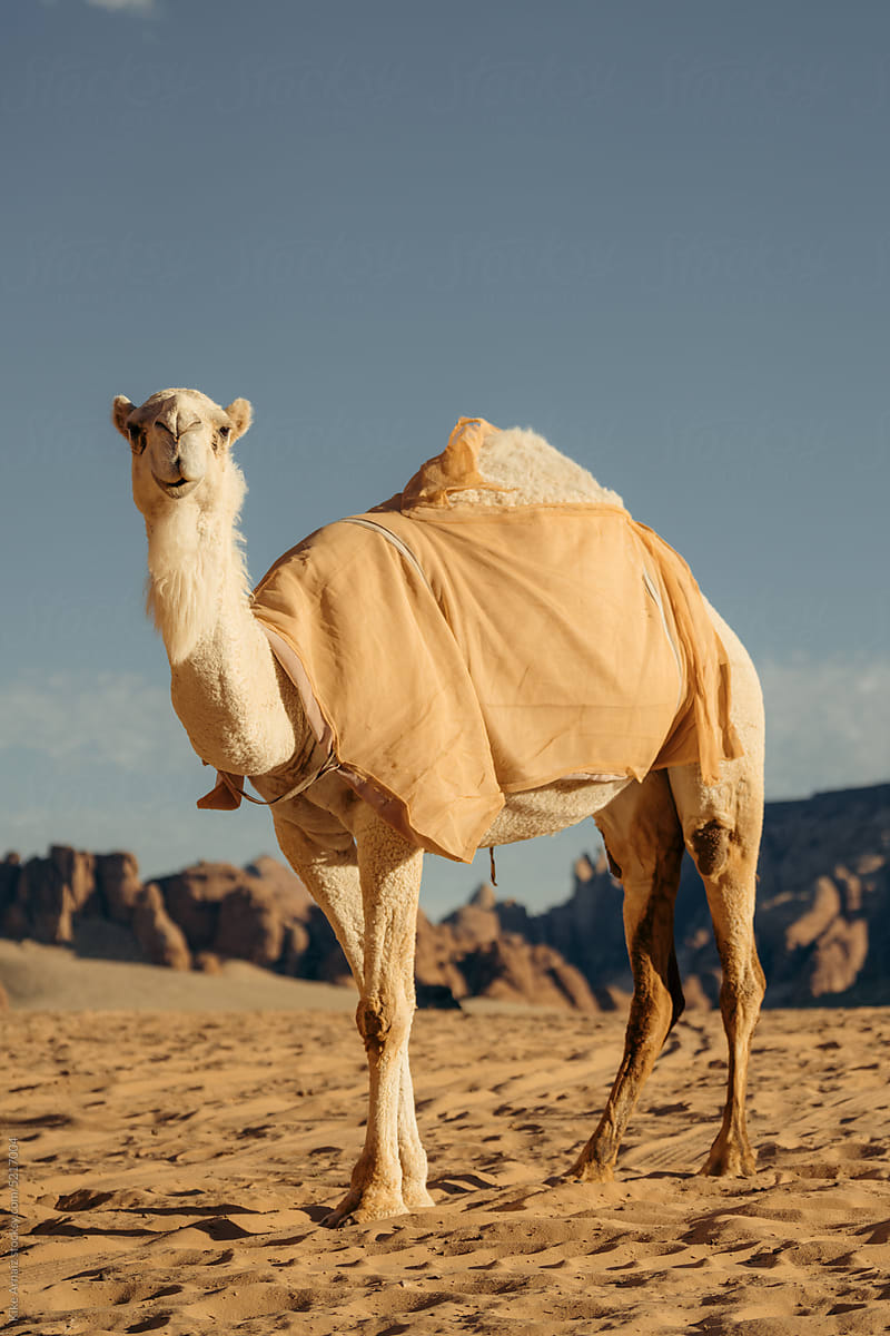 Shot of a lonely camel in the desert