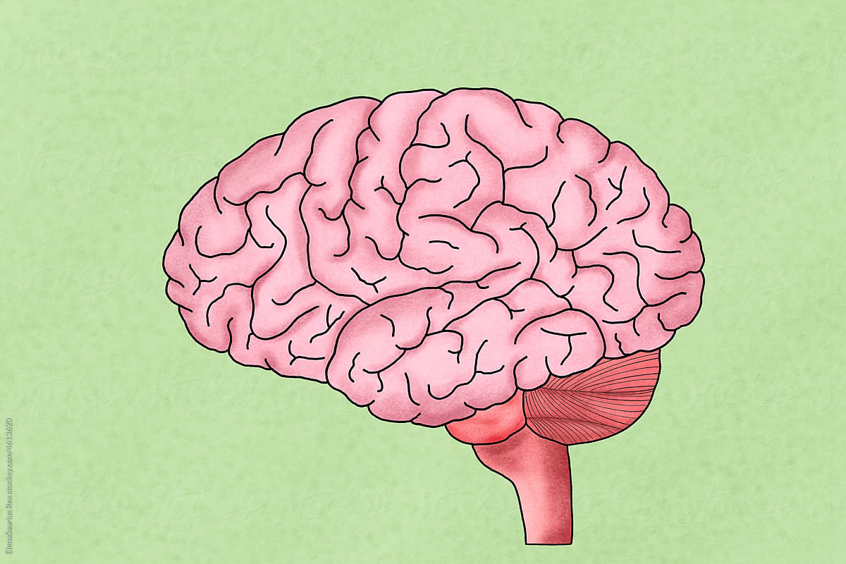 Brain anatomy illustration