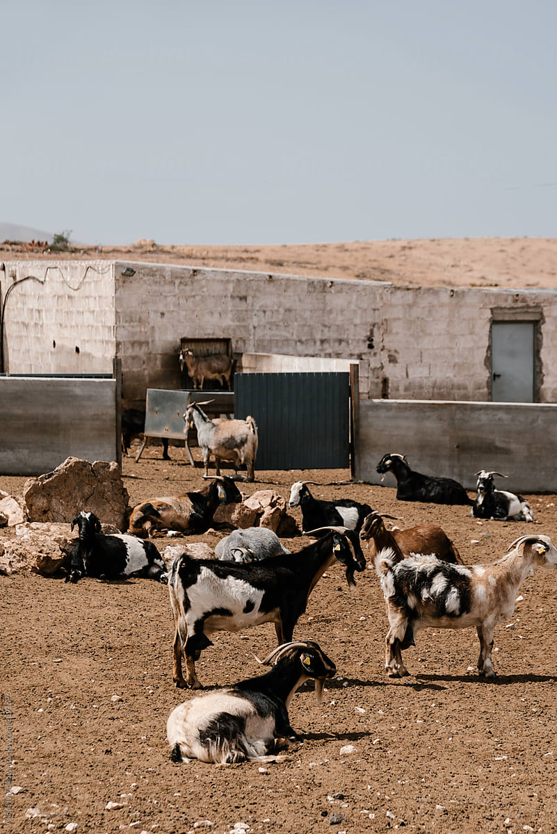 Goat flock at farm in village.