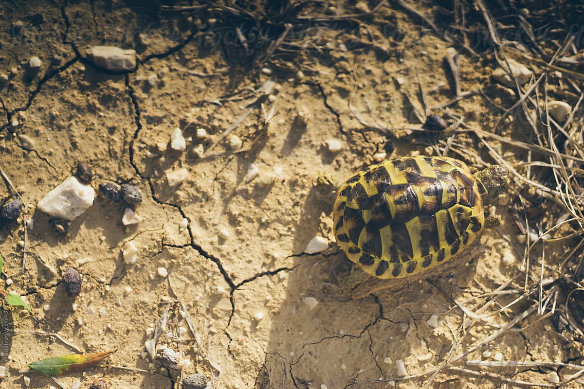 Above shot of small turtle