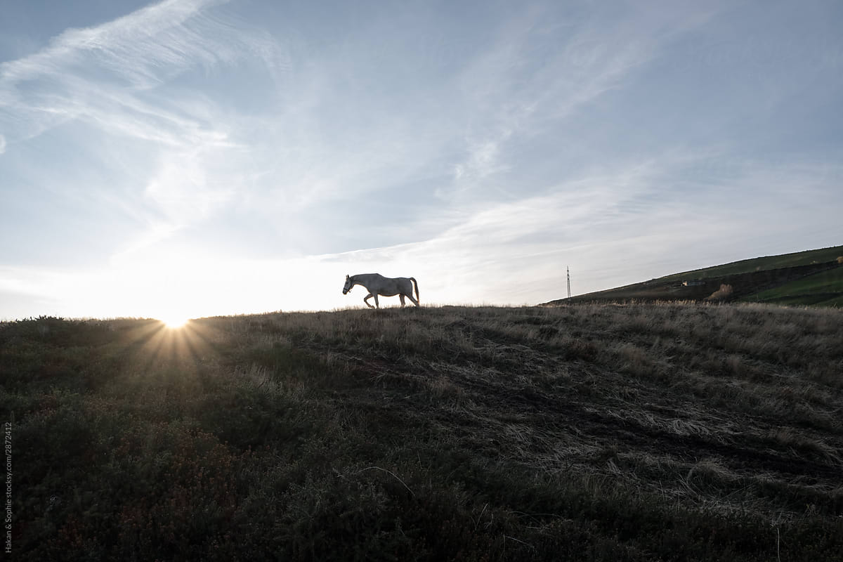 A horse is walking towards the setting sun
