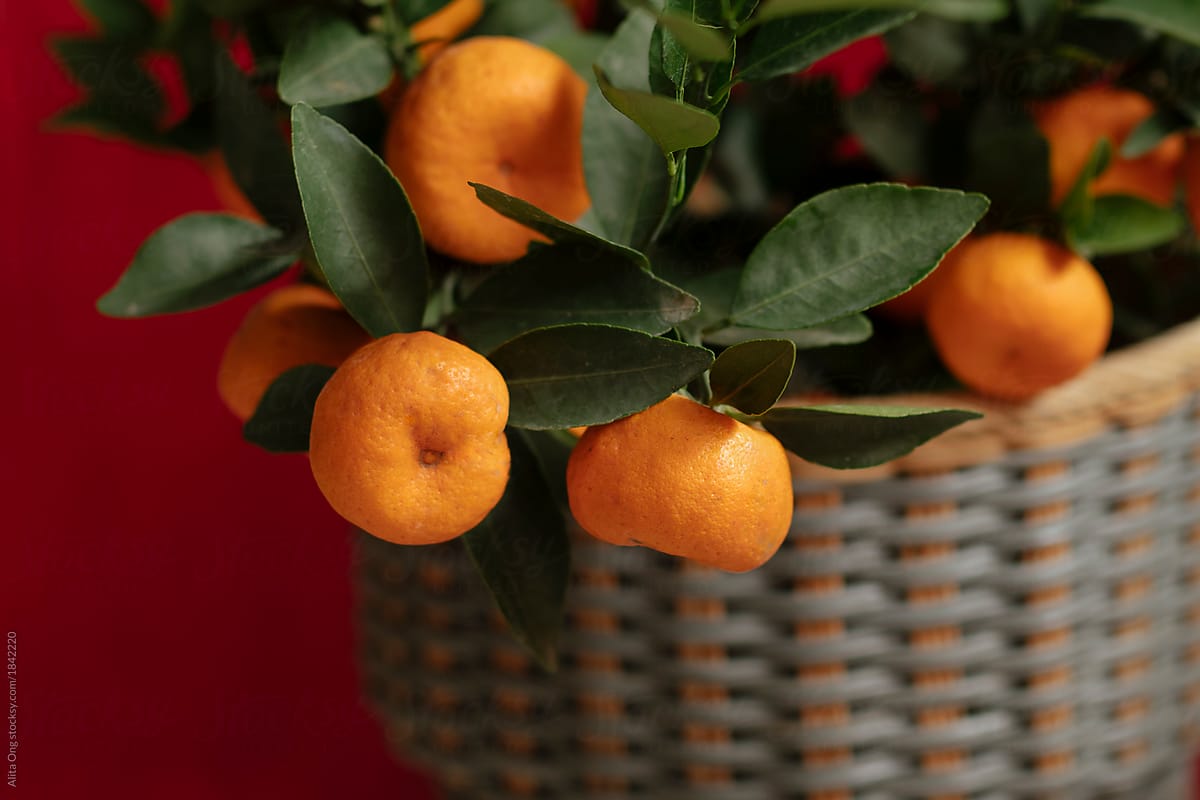 Potted orange tree with fruits