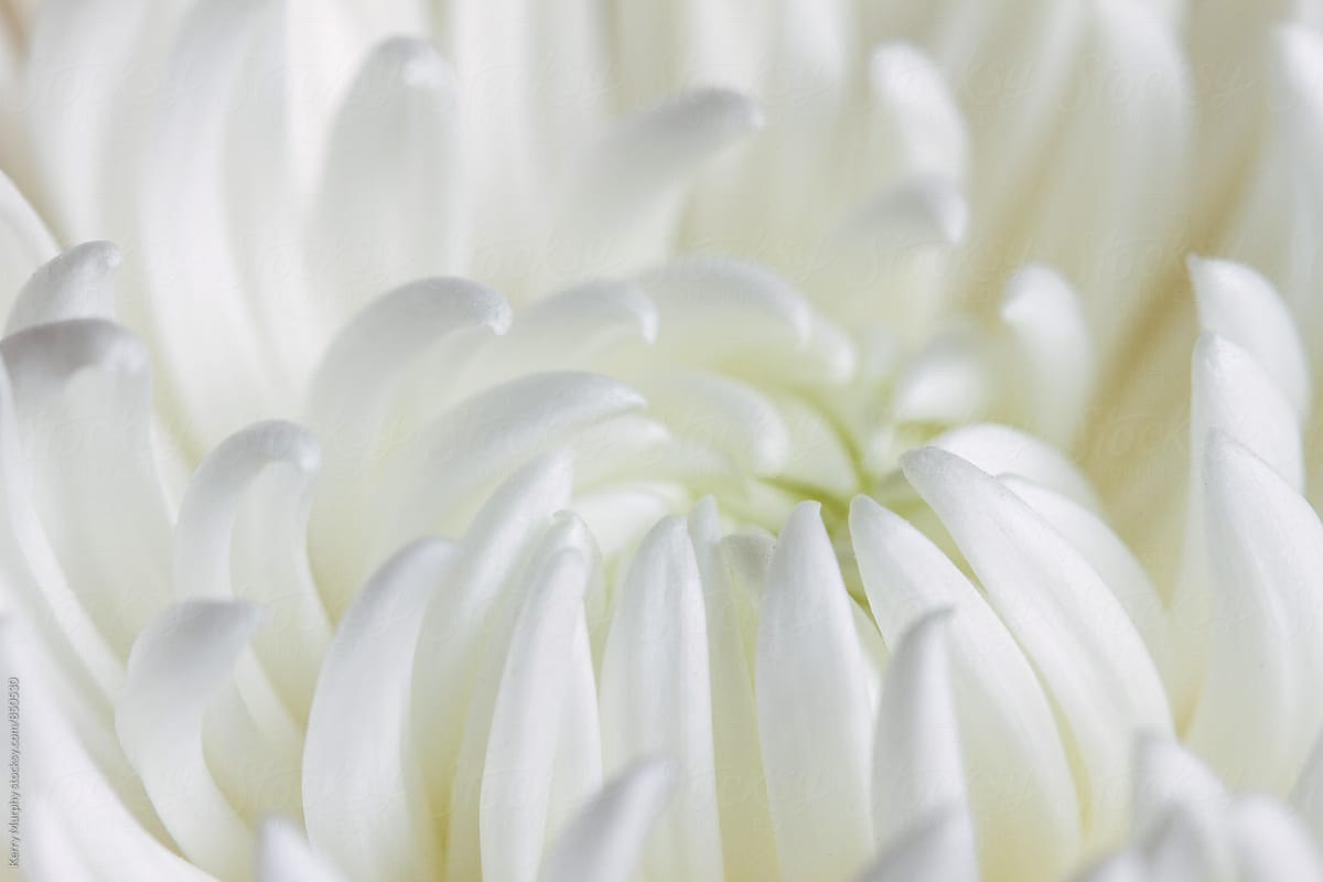 Macro of white mum flower