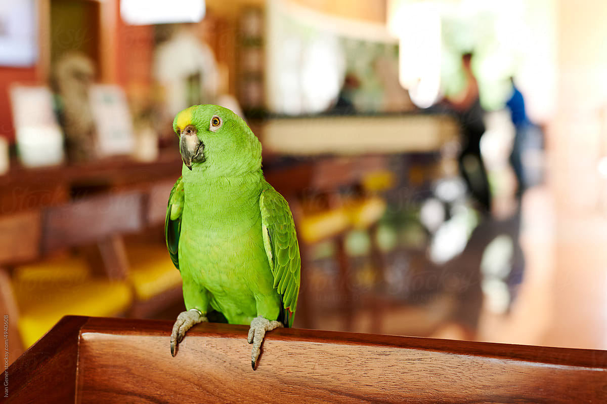 Parrot sitting at a hotel reception