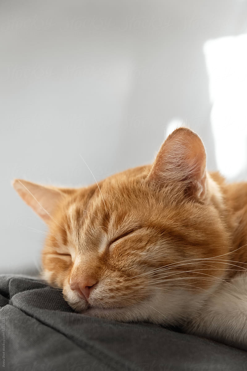 Red cat sleeping